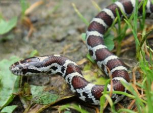 Milksnake234N5_0 Milksnake234N5_0