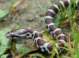 Milksnake234N5_0