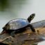 Painted_Turtle_on_a_log_mirrored