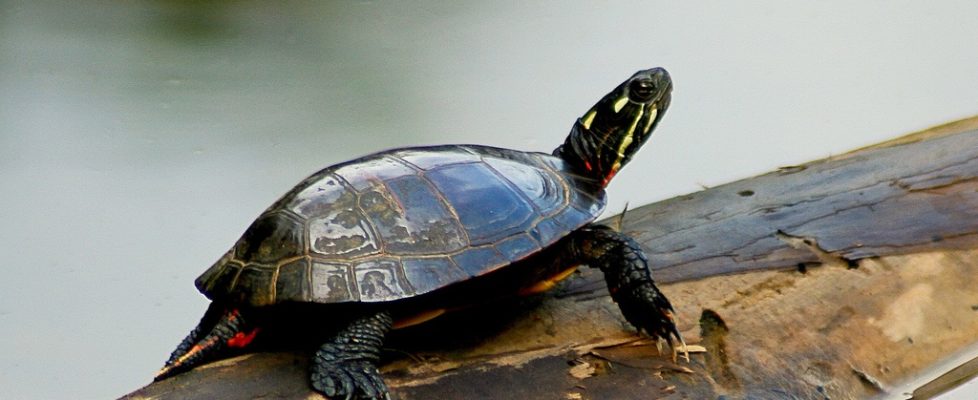 Painted_Turtle_on_a_log_mirrored