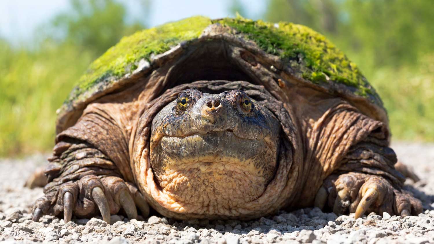 Snapping-turtle-Shutterstock