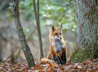 Wild Red Fox peeking around a tree in a forest