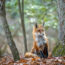 Wild Red Fox peeking around a tree in a forest