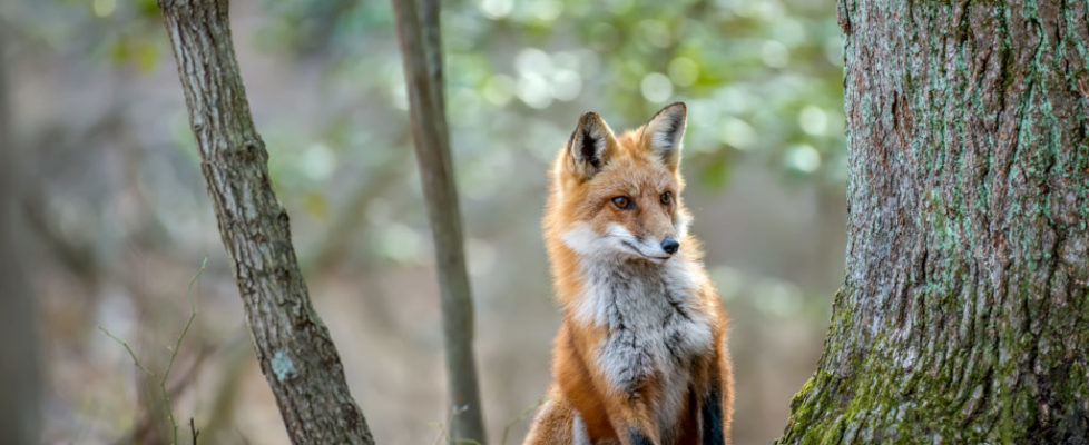 Wild Red Fox peeking around a tree in a forest