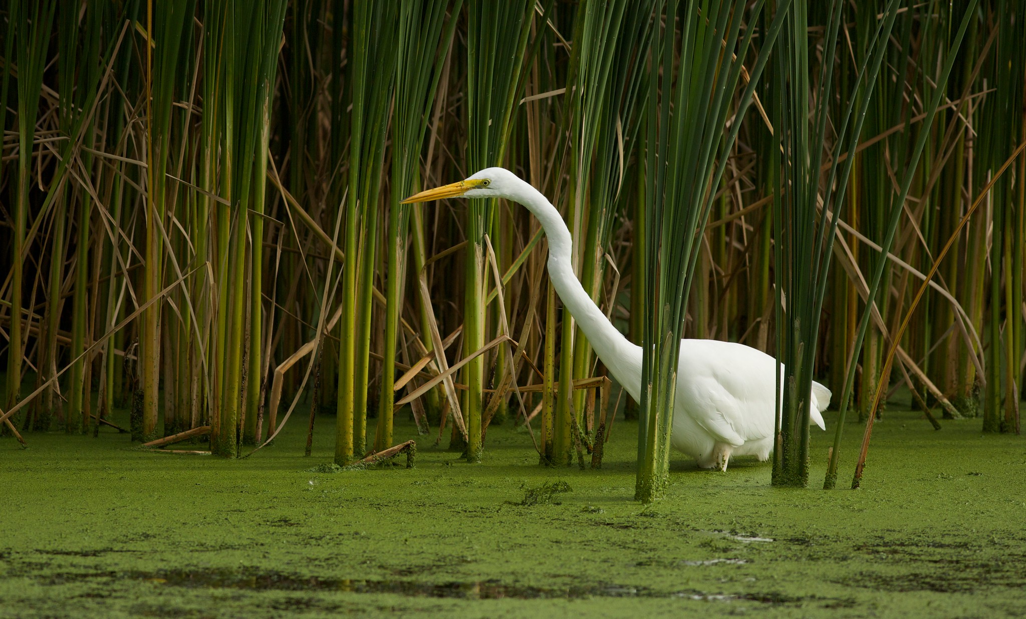 Great Egret in wetland. Photo: Madison Audubon
