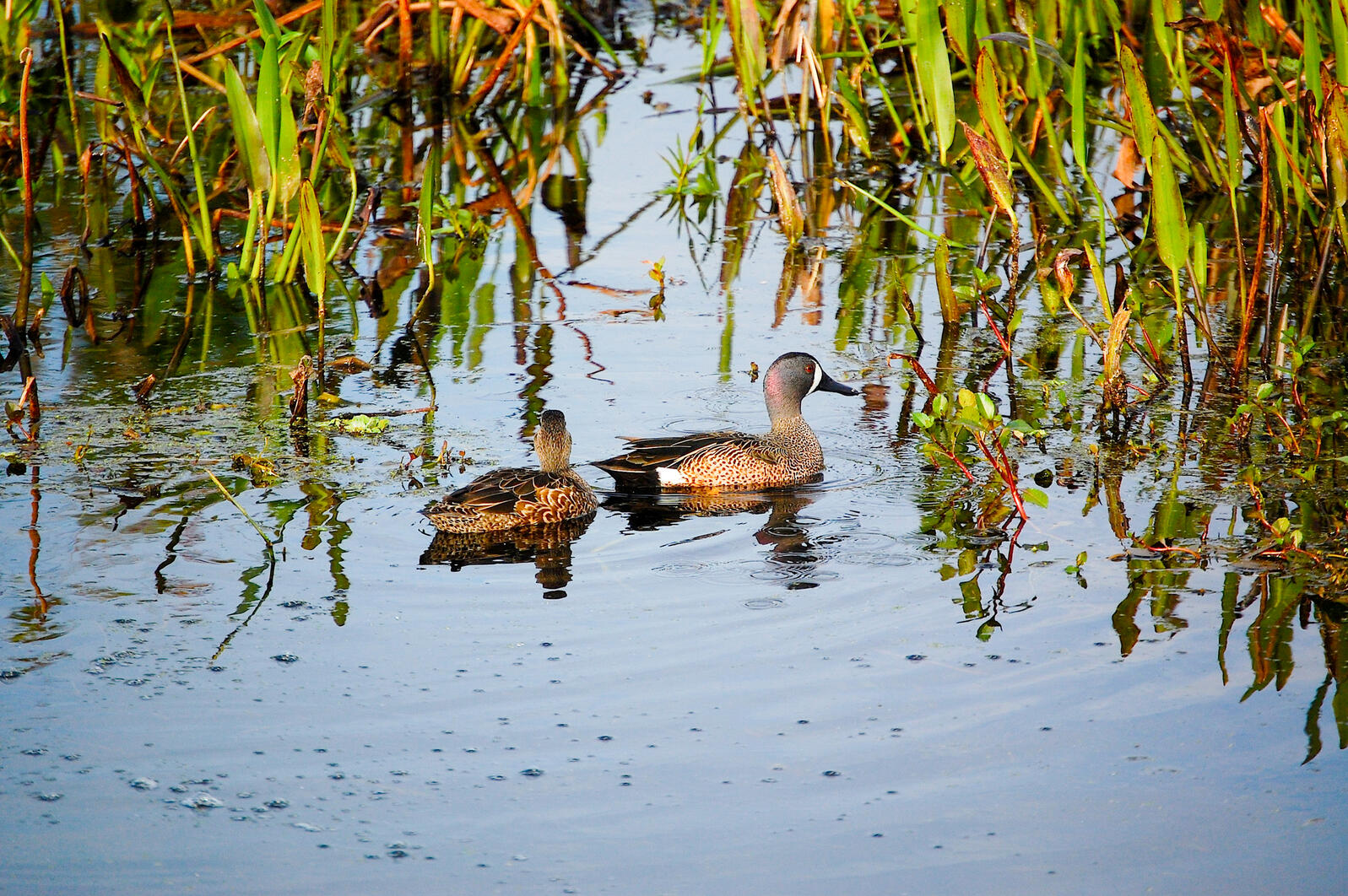 Blue-winged Teal in wetlands. Photo: Scott Kinsey, Audubon Great Lakes Program