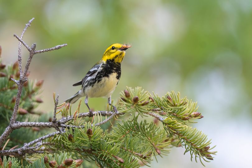 Black-throated Green Warbler. Photo: Steve Rappaport.