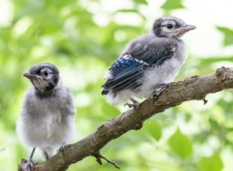 BabyBluejays-ShutterStock