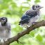 BabyBluejays-ShutterStock