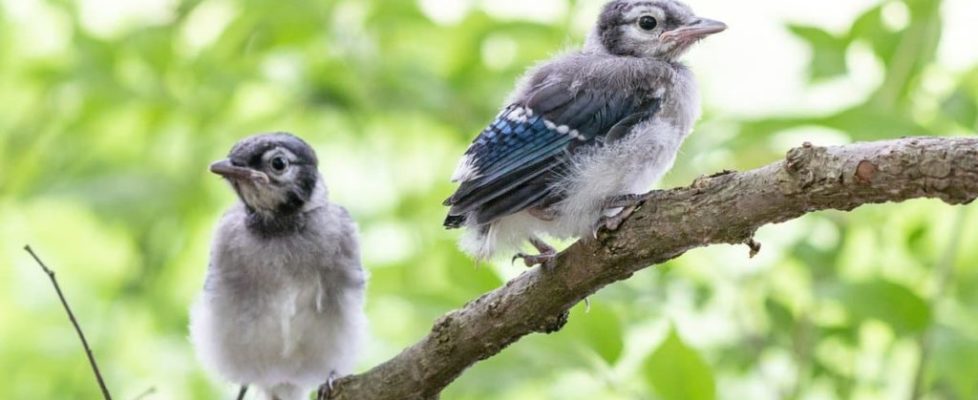 BabyBluejays-ShutterStock