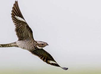 A Glimpse into the World of Blue Jay Fledglings - Steve Creek