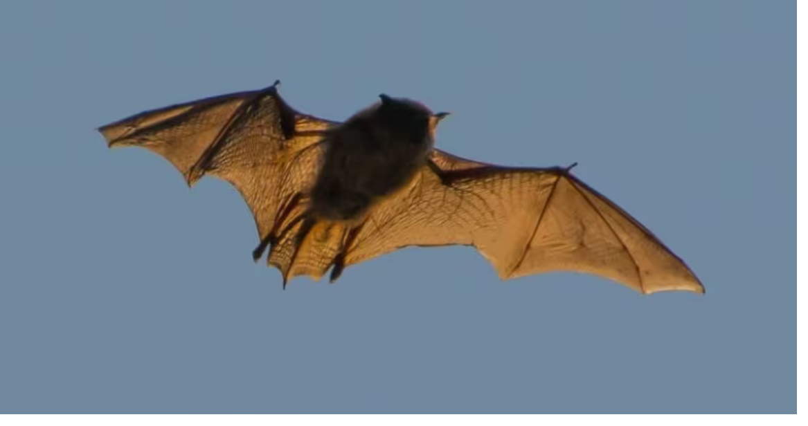 Little Brown Bat flying. Photo: Jordi Segers/Canadian Wildlife Health Cooperative