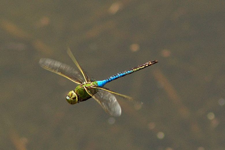 Green Darner Dragonfly. Photo: Atlas Obscura