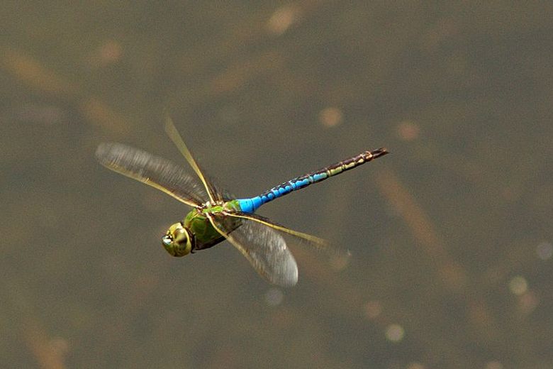 Green Darner Dragonfly.  Photo: Atlas Obscura