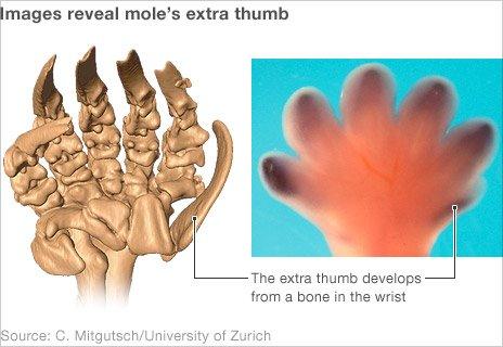 _54057815_mole_extra_thumb_464