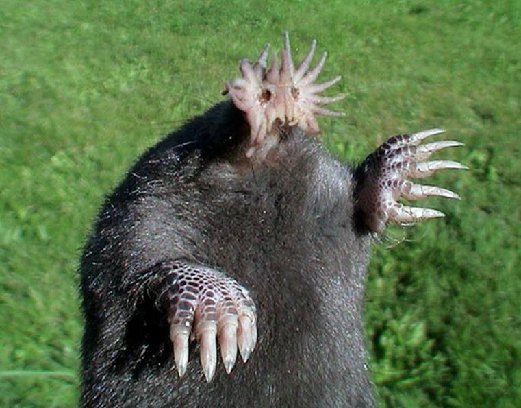 star-nosed-mole