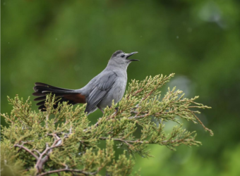 Screenshot 2024-02-05 at 17-09-38 Tom on Instagram Catbird singing in the rain #graycatbird