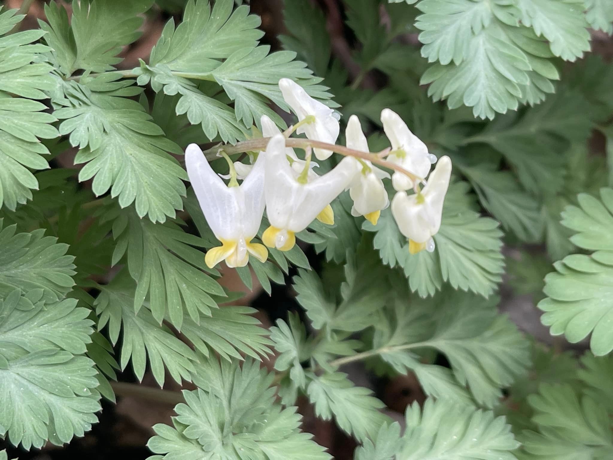 Dutchman Breeches grow in Croton Point Park. Photo: Anne Swaim