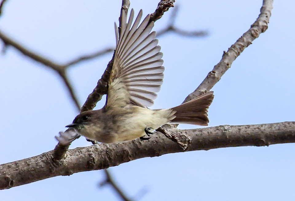 Eastern Phoebe. Photo: Armindo Barata