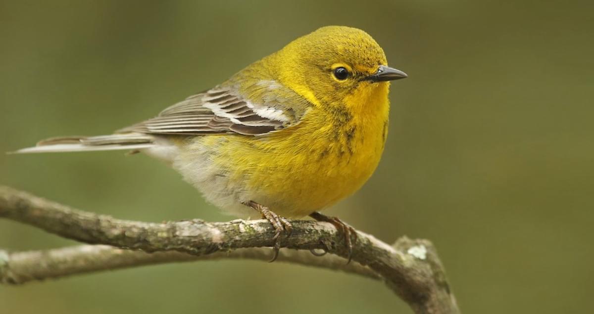 Pine Warbler. Photo: Ryan Schain.