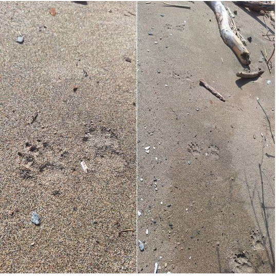Possible Fisher Tracks at Croton Point. Photo: Ryan Gerbehy