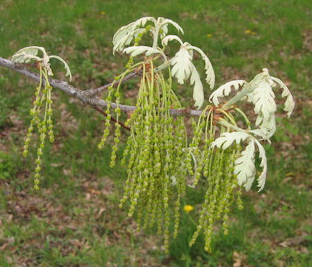 White Oak flowers.