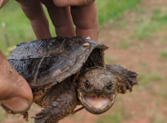 baby-snapping-turtle2