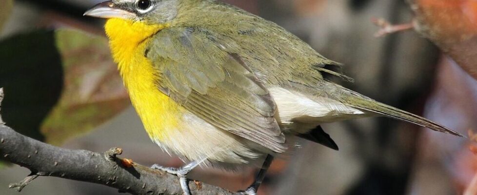 Yellow-breasted Chat