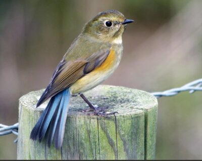Screenshot_23-6-2025_161132_ebird.org A Red-flanked Bluetail female, like this bird, was seen in a New Jersey backyard, Spring 2025. Photo: Wayne Gillatt