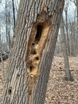 pileated holes Pileated Woodpecker feeding holes. Photo: Joe Wallace