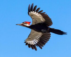 Pileated Woodpecker in flight. Photo: birdtripper/Reddit