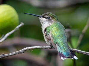 Ruby-throated Hummingbird, female | Photo: German Garcia