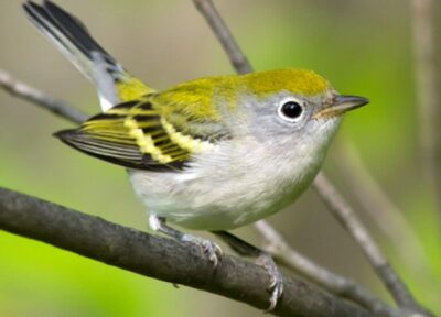 Chestnut-sided Warbler | Fall Juvenile | Photo: Frode Jacobsen Chestnut-sided Warbler | Fall Juvenile | Photo: Frode Jacobsen