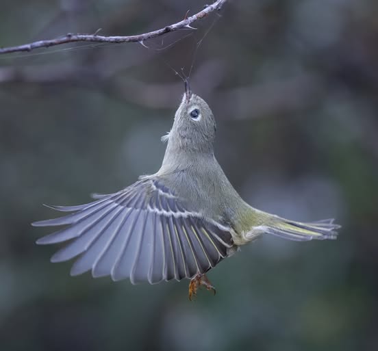 Ruby-crowned Kinglet | Photo: jocelynandersonphotography.com