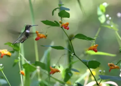 Ruby-throated Hummingbird at Jewelweed. Photo: Will Stuart