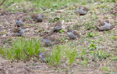 Flock of Chipping Sparrows | Photo: Laura Erickson, For the Birds, https://www.lauraerickson.com/bird/chipping-sparrow/